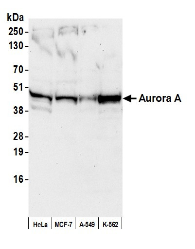 Anti-Aurora A