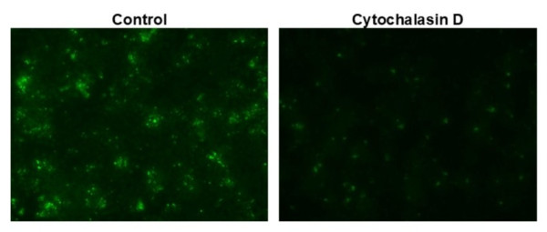 Protonex(TM) Green 500-E. coli Conjugate