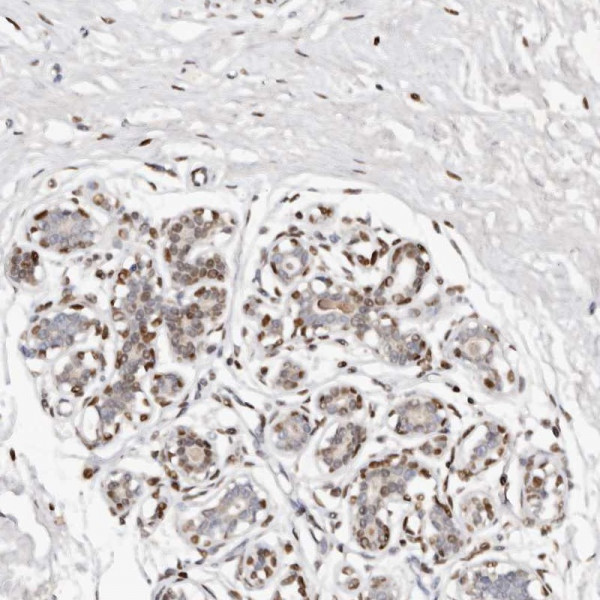 Anti-IQGAP3