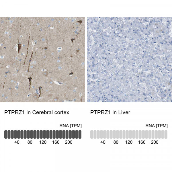 Anti-PTPRZ1