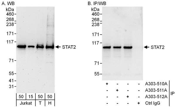 Anti-STAT2