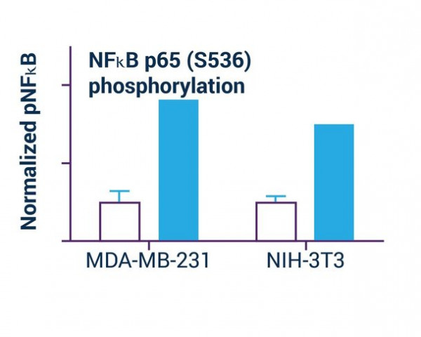 NFkB Phosphorylation Assay Kit (Fluorometric)