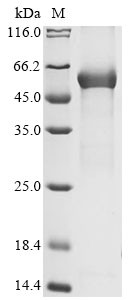 Complement C1r subcomponent-like protein (C1rl), mouse, recombinant
