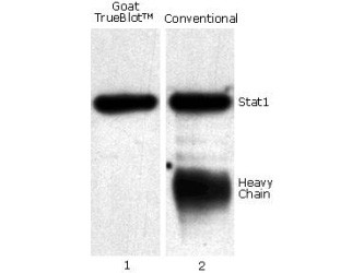 Goat TrueBlot® Western Blot Kit