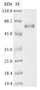 Histone acetyltransferase p300 (Ep300), partial, mouse, recombinant