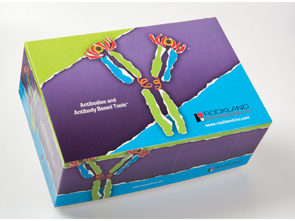 NFkB Antibody Sampler Kit