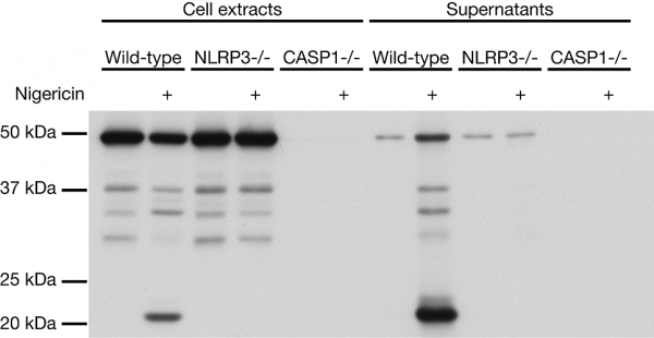 Anti-Caspase-1 (p20) (mouse), clone Casper-1, Biotin conjugated