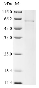 Hemagglutinin-neuraminidase (HN), human parainfluenza 1 virus, recombinant