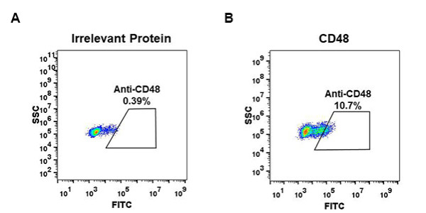 Anti-CD48 antibody(DM44), Rabbit mAb