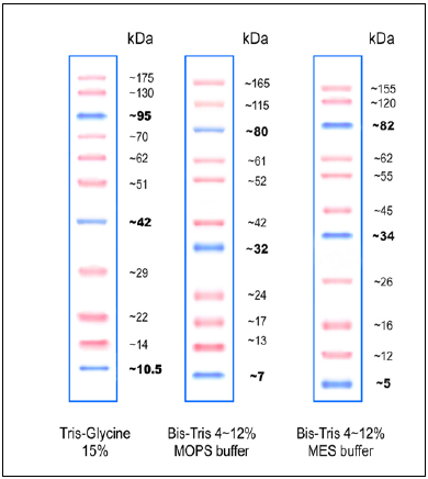 Biomol PINK prestained Protein Ladder (10-175 kDa)