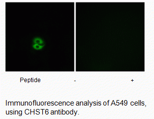 Anti-CHST6