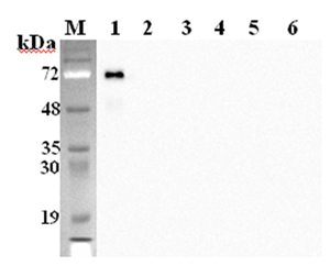 Anti-DLK1 (mouse), clone PF183E