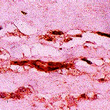 Anti-Methylglyoxal [MG], clone 3C