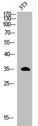 Anti-ERCC1