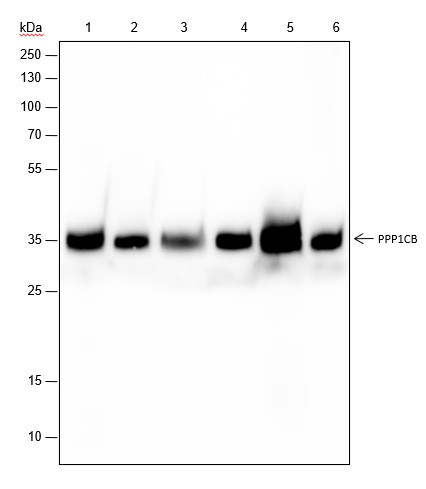 Anti-Recombinant PPP1CB, clone A337