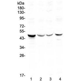 Anti-Caspase-4