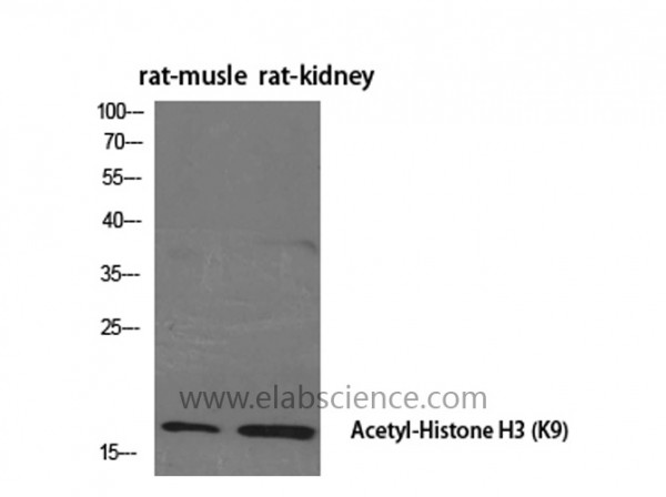 Anti-Acetyl-Histone H3 (Lys9)