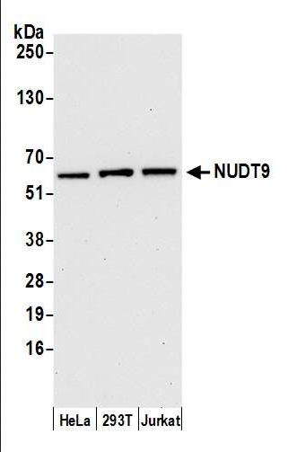 Anti-NUDT9