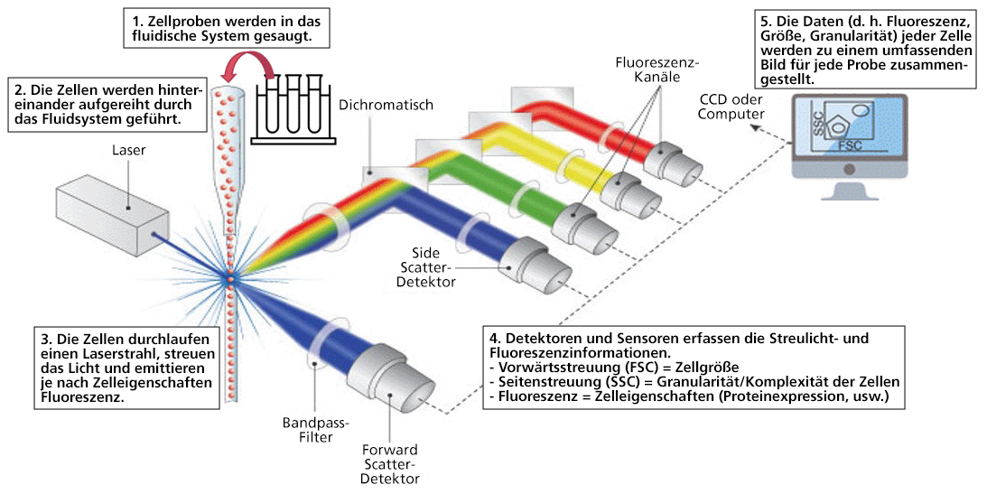 FACS_DE