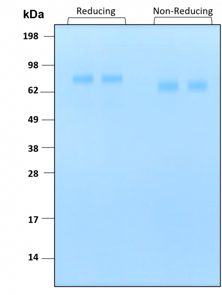 HGF HumanKine(R) recombinant human protein