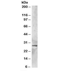 Anti-SYF2