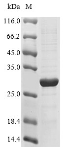 Interleukin-20 receptor subunit beta (IL20RB), partial, human, recombinant