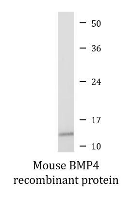 Mouse BMP4 recombinant protein (Active)