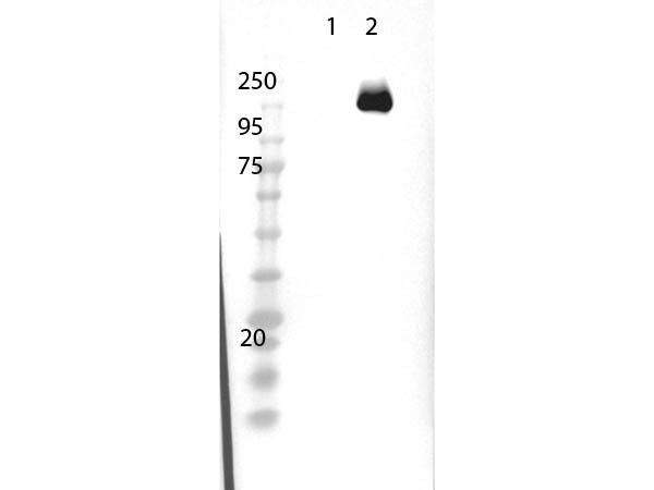 Anti-Cas 9, Biotin Conjugated
