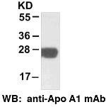 Anti-Apolipoprotein A1, monoclonal