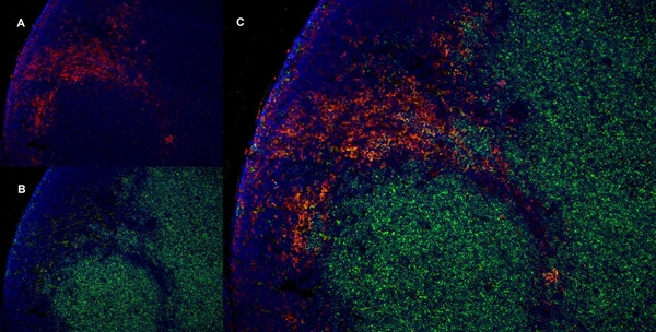 Anti-CD169 / Siglec-1, clone ED3