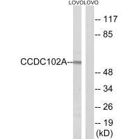Anti-CCDC102A
