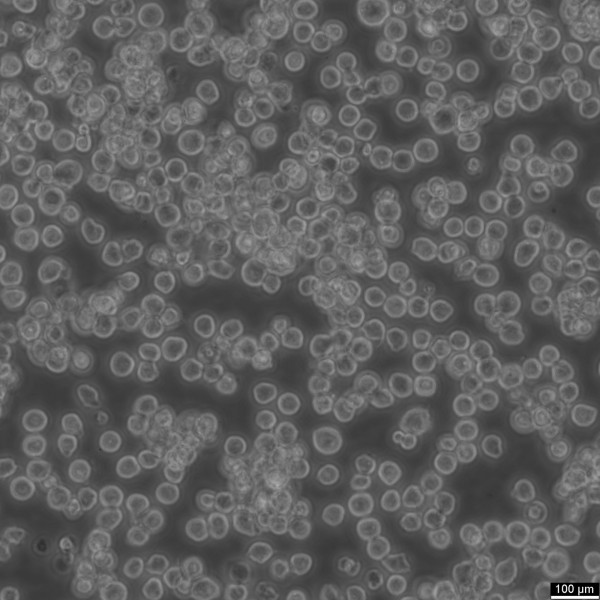 MH-S Cells
