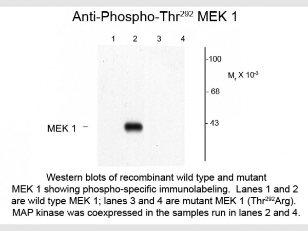 Anti-phospho-MEK1 (Thr292)