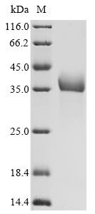 Progonadoliberin-1(Gnrh1), recombinant rat