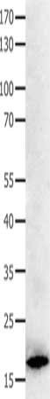 Anti-BCL2L15