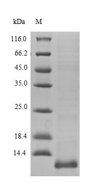Late cornified envelope protein 3A (LCE3A), human, recombinant