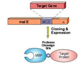 Anti-MALTOSE BINDING PROTEIN (MBP) EPITOPE TAG, Biotin Conjugated