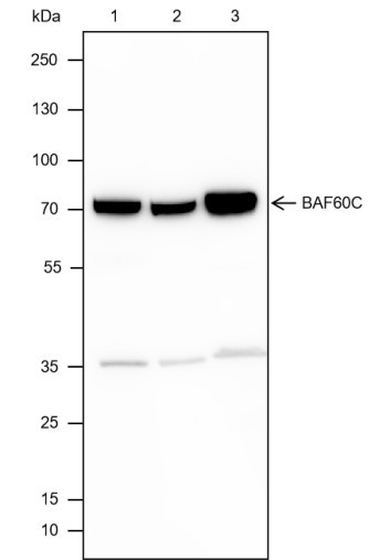 Anti-Recombinant BAF60C, clone A431