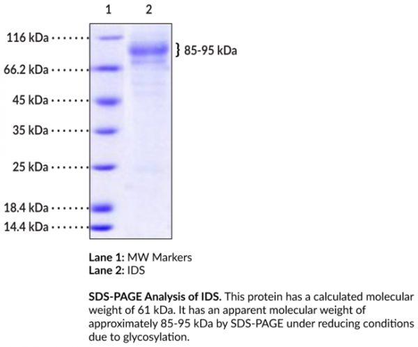 IDS (human, recombinant)