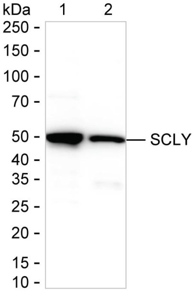 Anti-Goat Anti-Mouse IgG (HRP)