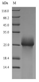 Hydrophobin-2 (hfb2), Trichoderma reesei, recombinant