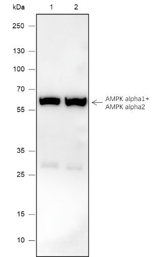 Anti-Recombinant AMPK alpha 1+AMPK alpha 2, clone A578