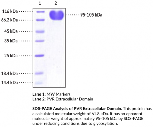 PVR/CD155 Extracellular Domain (human, recombinant)