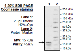 Biotinylated Histone H2a, Full Length, Recombinant Protein