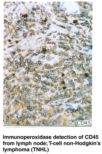 Anti-CD45 (Clone BRA-55)