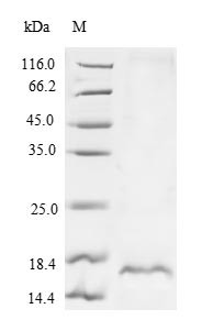 Snaclec rhodocytin subunit beta, Calloselasma rhodostoma, recombinant