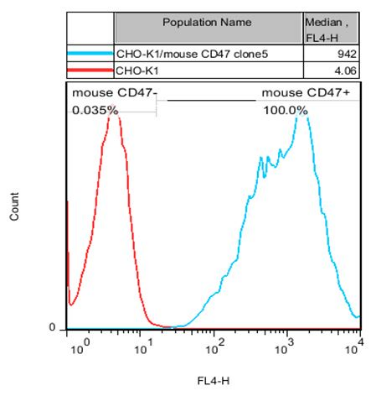 CHO-K1/Mouse CD47 Stable Cell Line