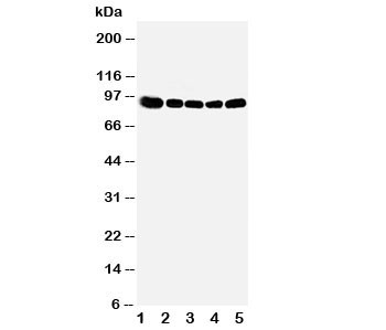 Anti-OSBP