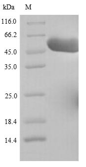 Rab GDP dissociation inhibitor beta(GDI2), human, recombinant