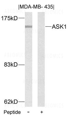 Anti-ASK1 (Ab-83)